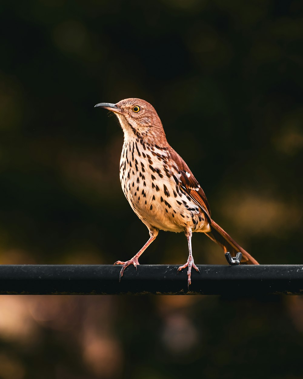 a small bird sitting on top of a metal bar