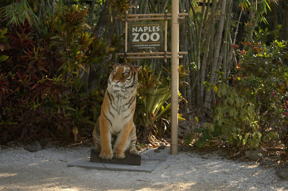 a tiger sitting in front of a zoo sign