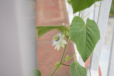A passionflower with intricate white petals and purple-blue filaments, surrounded by large green leaves. The flower is attached to a vine climbing a white metal railing, and a red brick surface is visible in the background.