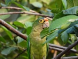 A parrot with vibrant green feathers and a hint of orange and yellow on its face is perched among lush green leaves. Its beak is prominently visible, and the surrounding foliage creates a natural backdrop.