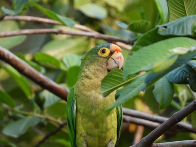 A parrot with vibrant green feathers and a hint of orange and yellow on its face is perched among lush green leaves. Its beak is prominently visible, and the surrounding foliage creates a natural backdrop.