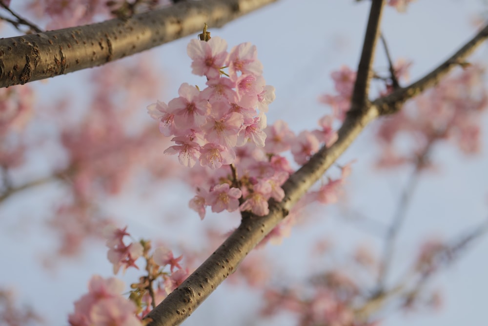 a close up of a tree with pink flowers