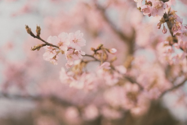 Close-up of a delicate Japanese skincare bottle with cherry blossom petals around it