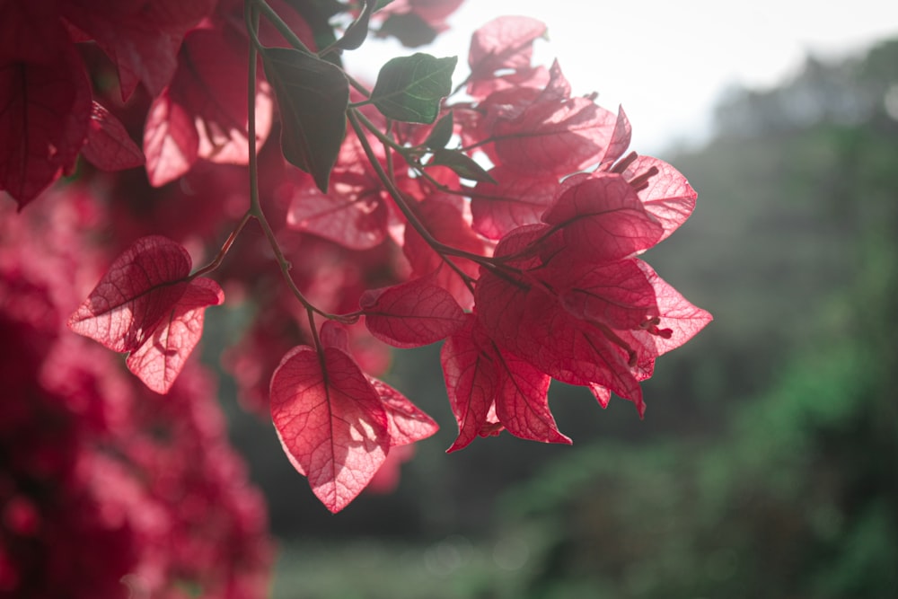 Un primer plano de un árbol con hojas rojas