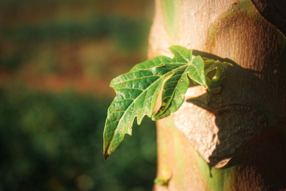 a close up of a leaf on a tree