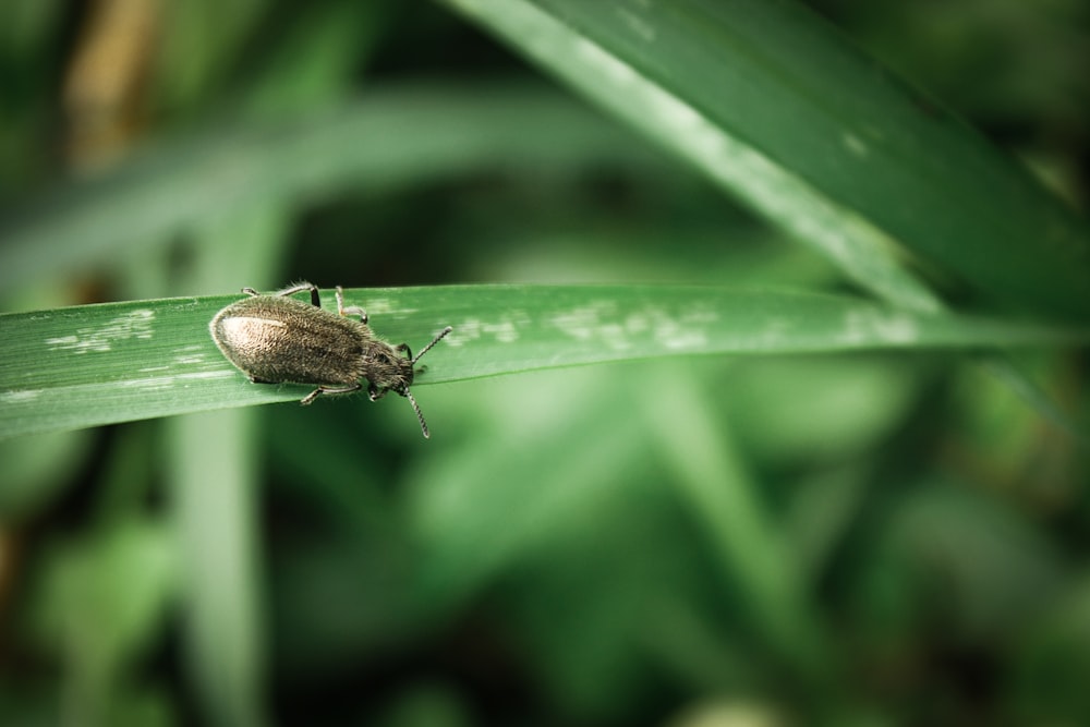 Un insecte assis sur une feuille verte