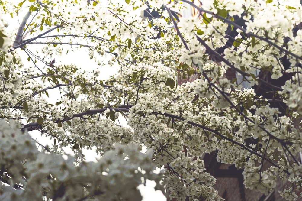 a tree filled with lots of white flowers