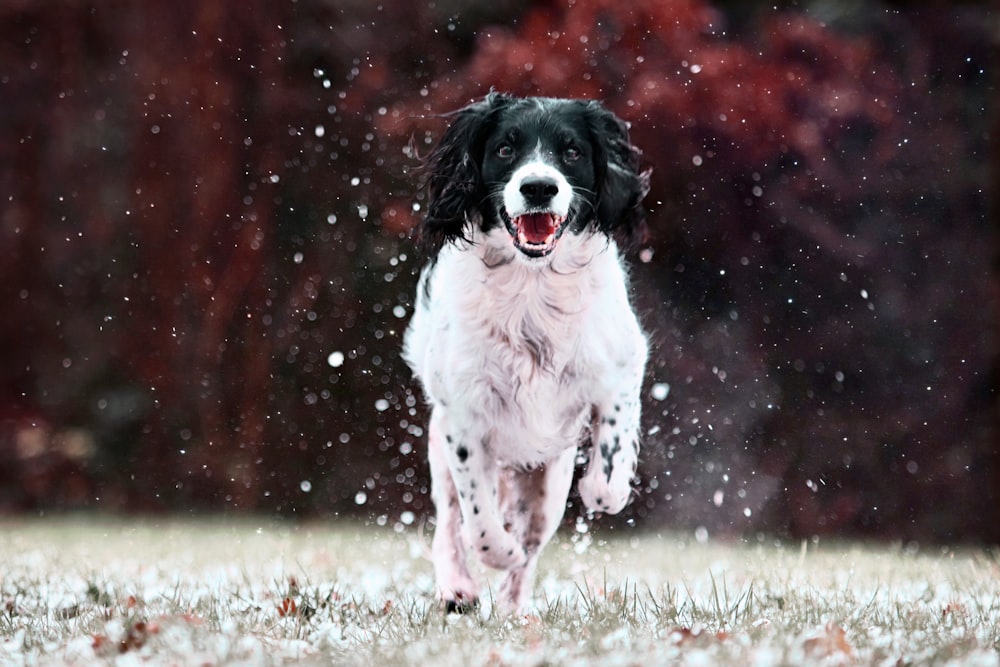 a black and white dog running in the snow