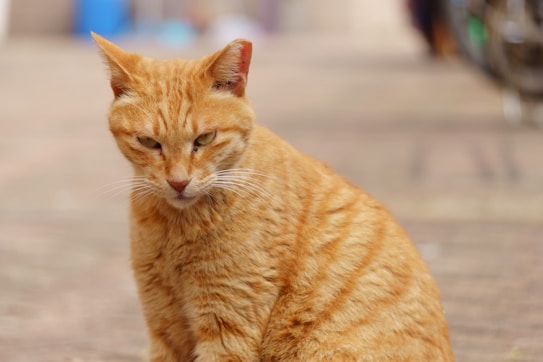 An orange tabby cat with narrow eyes sits on a blurred background, giving a contemplative or slightly grumpy expression. The cat's fur is richly patterned with stripes, and its ears are perked upright.