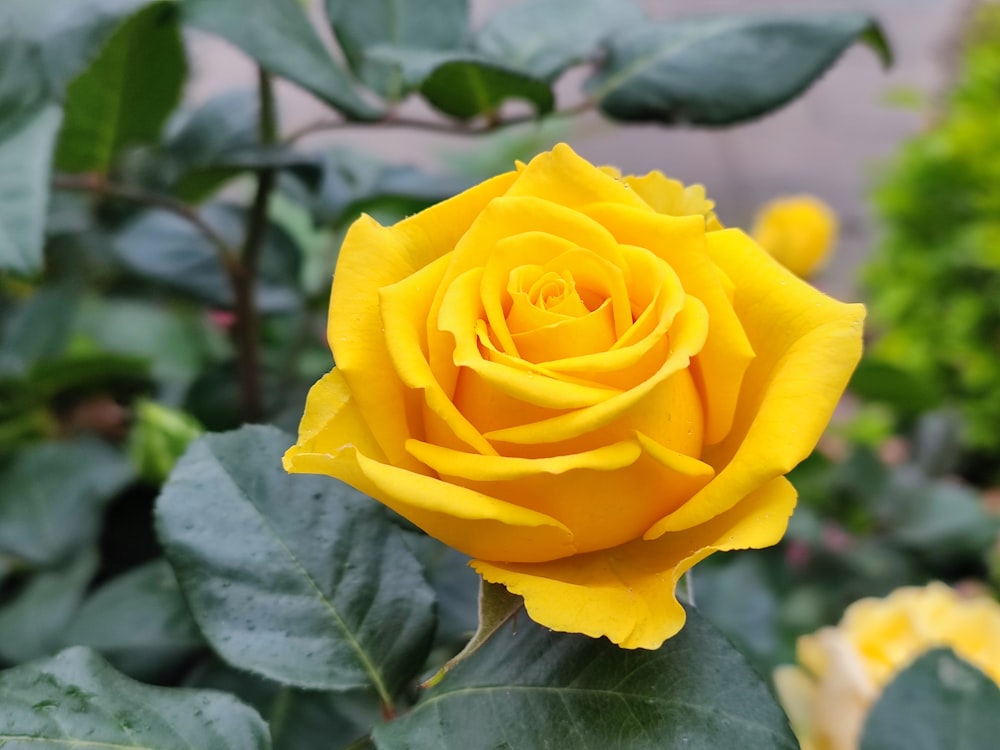 Una rosa amarilla está floreciendo en un jardín