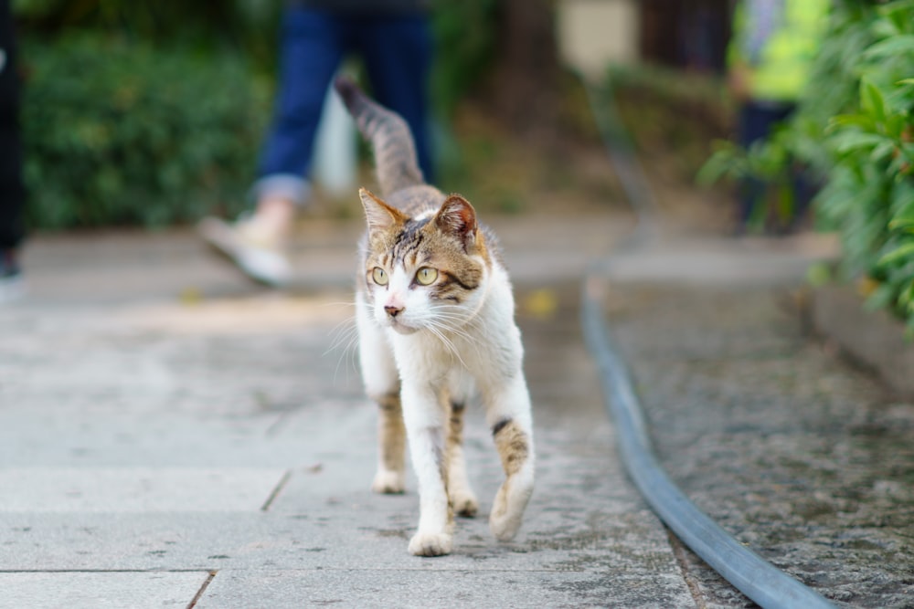 a cat walking down a sidewalk next to a person