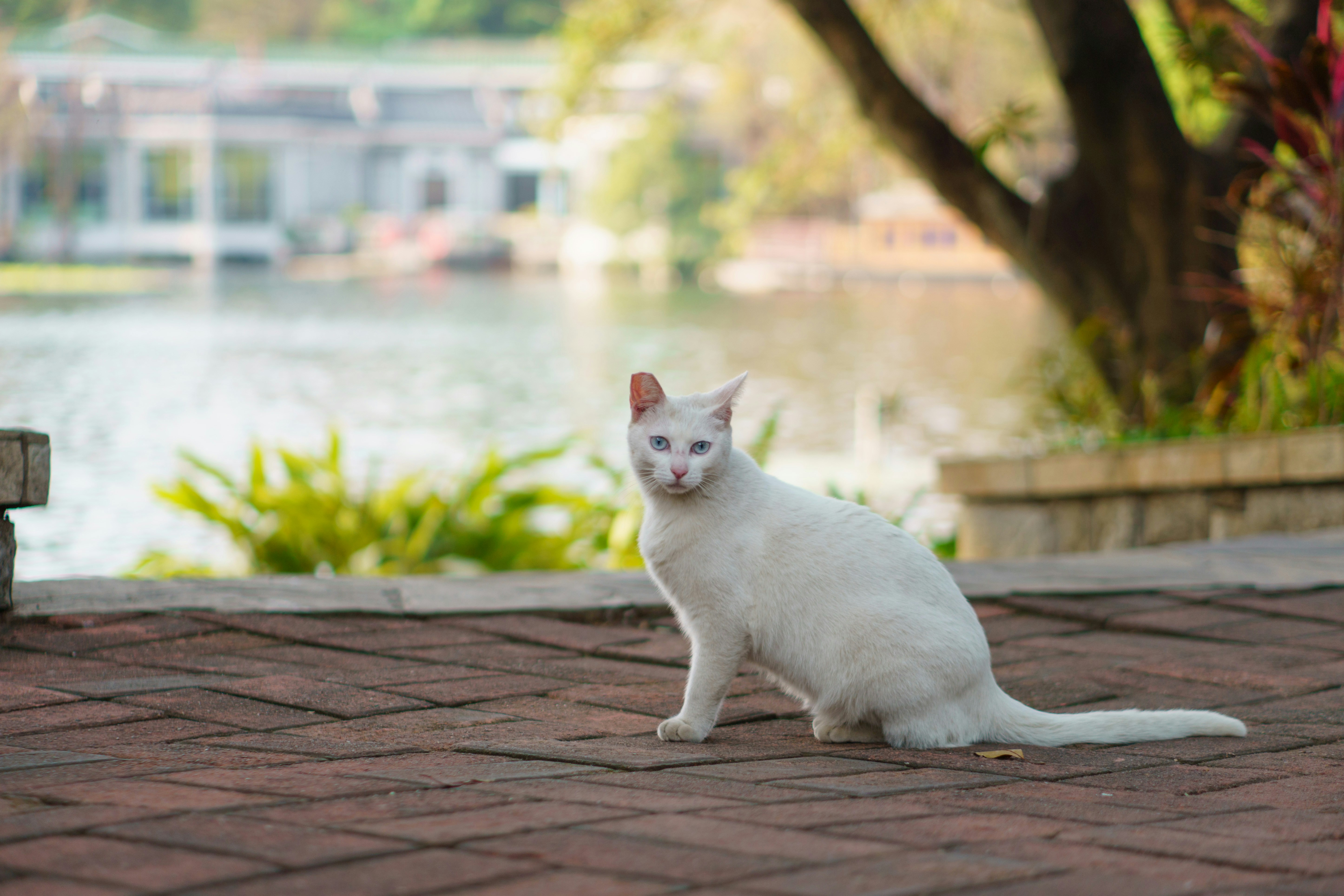 A white cat sitting on top of a brick walkway photo – Free Animal Image ...