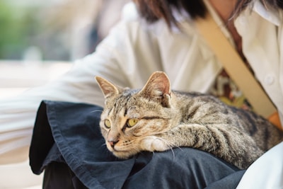 A gentle tabby cat curling up on an elderly woman's lap in a cozy room
