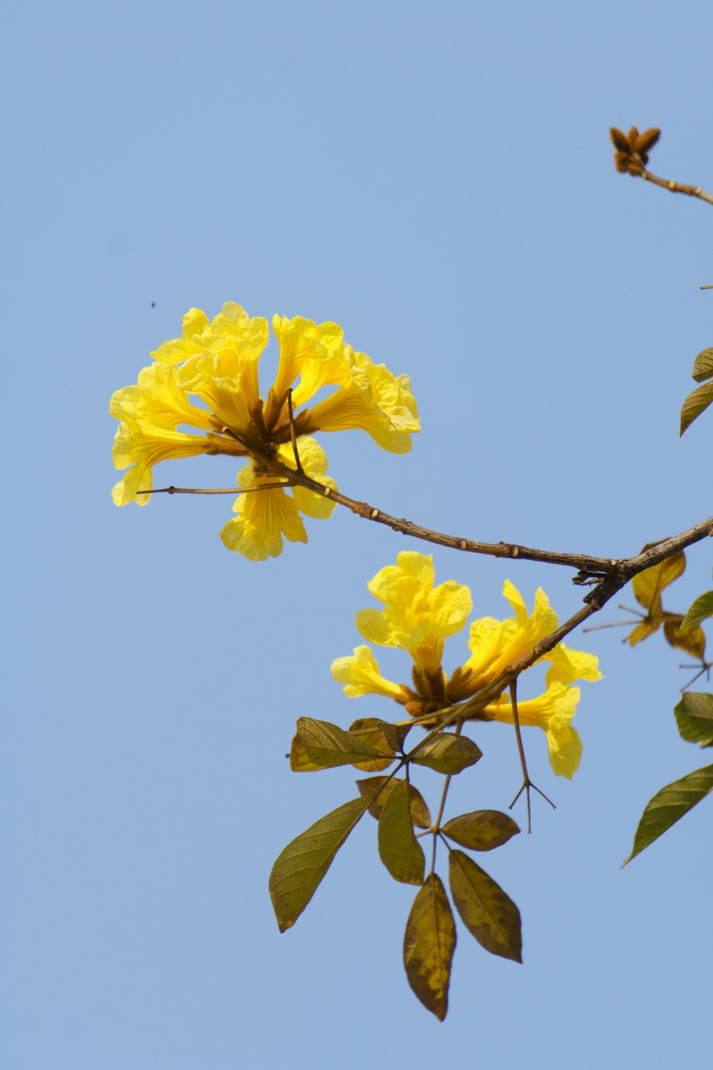 a branch with yellow flowers against a blue sky