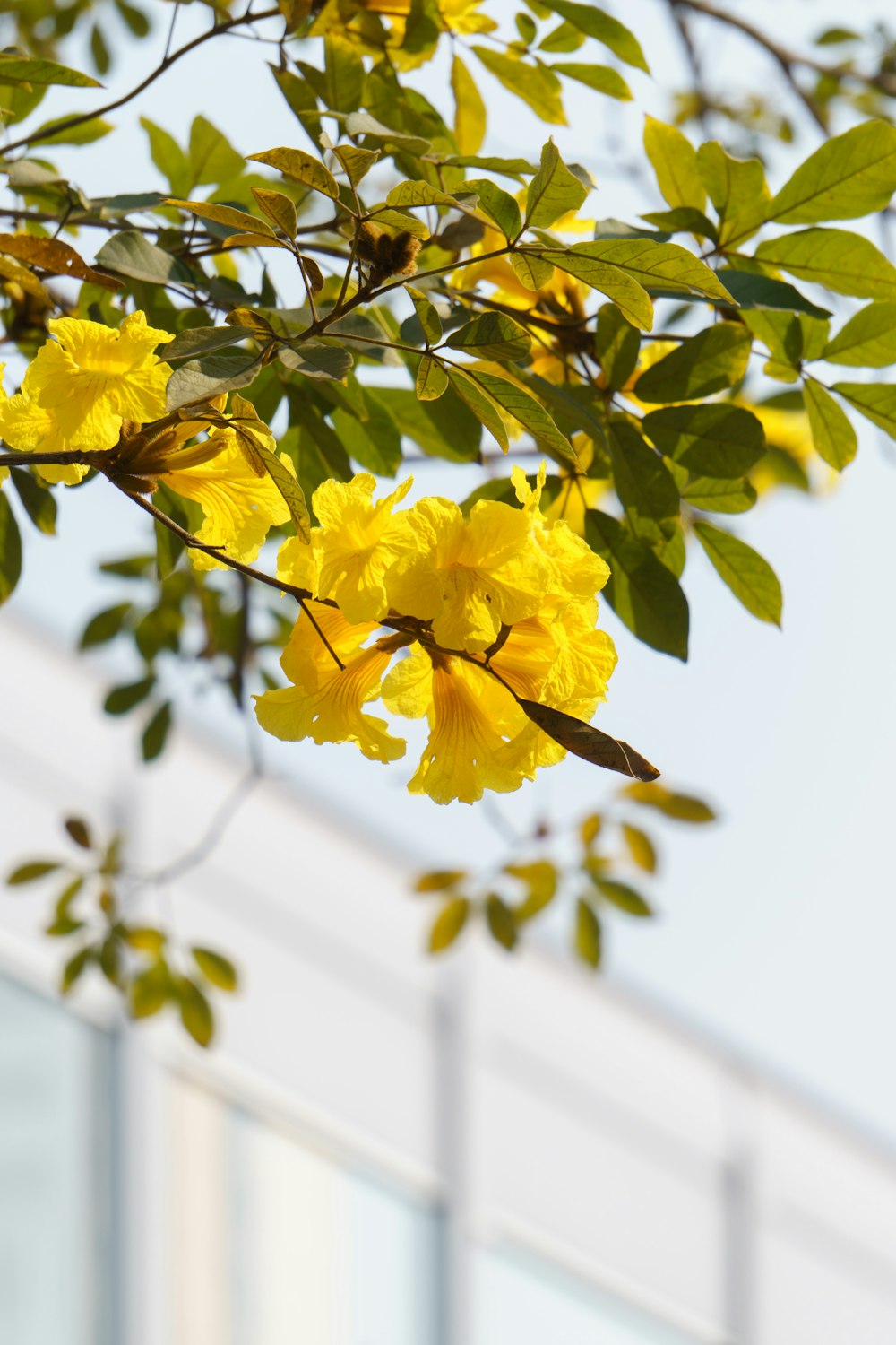 a tree with yellow flowers in front of a building