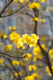 a tree with yellow flowers in front of a building