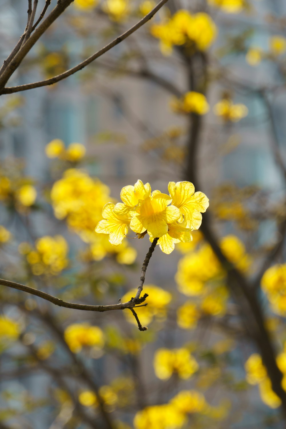 a tree with yellow flowers in front of a building