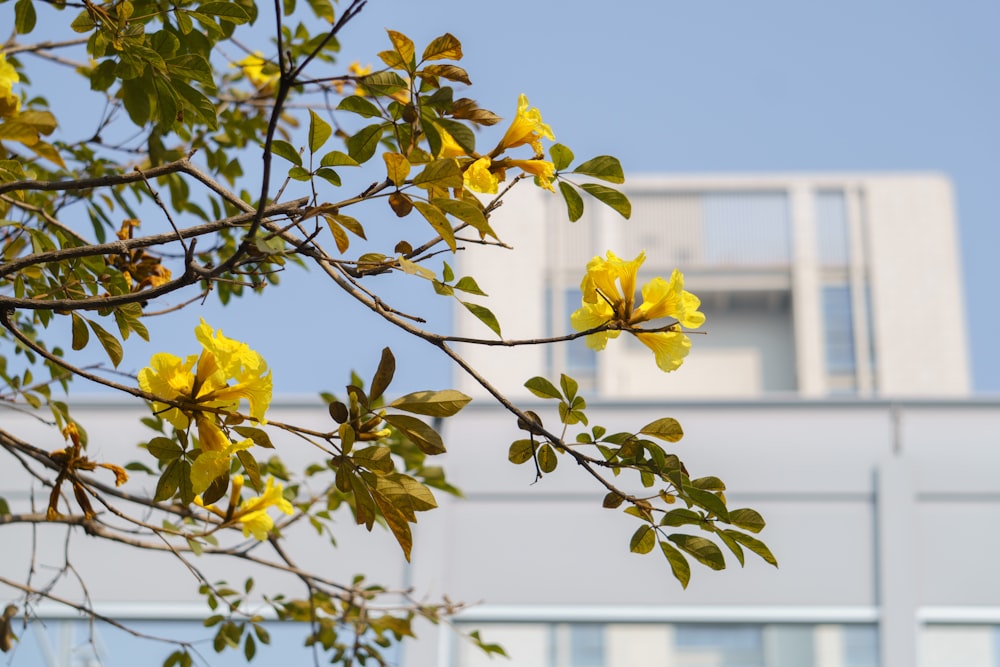 a tree branch with yellow flowers in front of a building