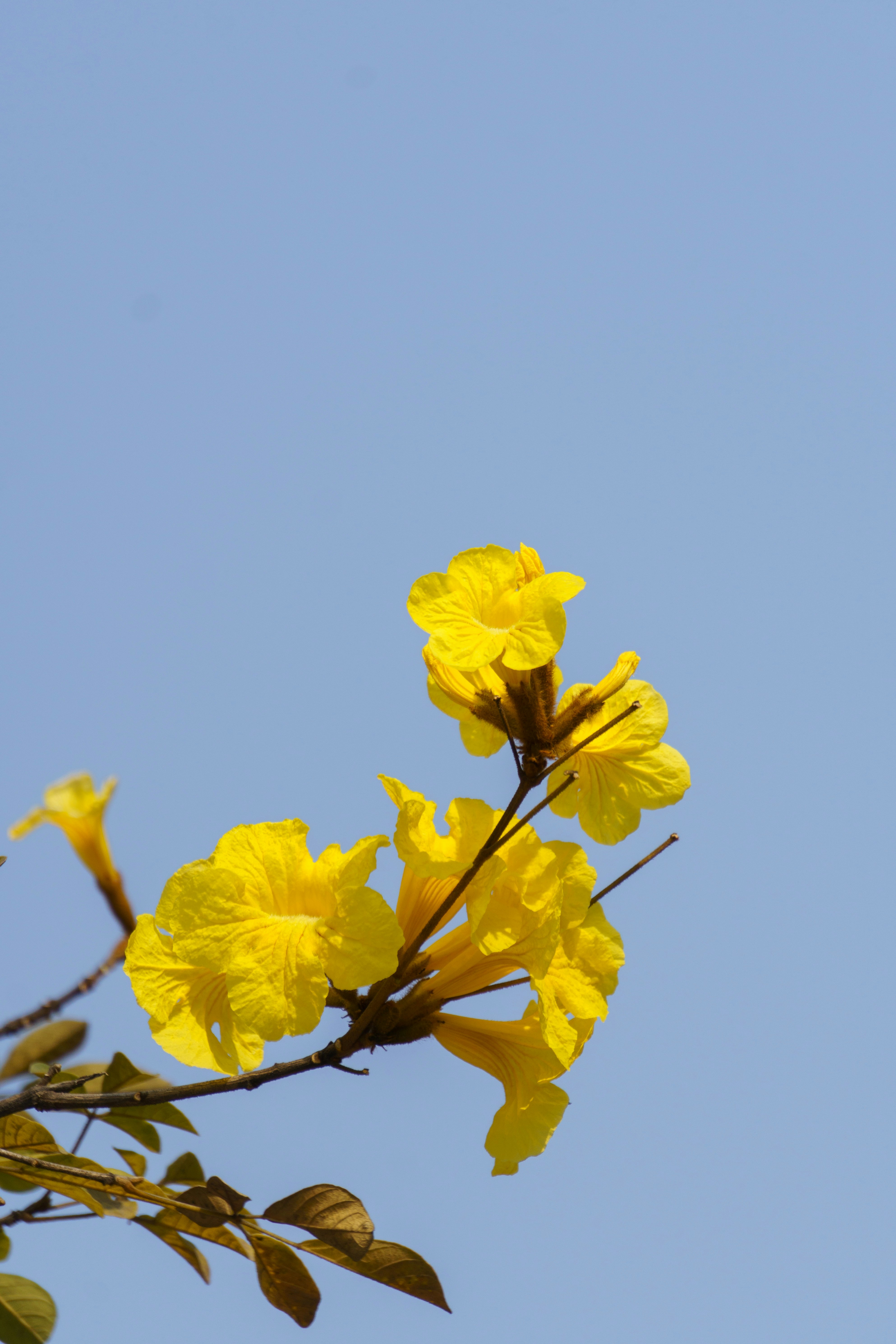 Cinco De Mayo Metamora Menu
