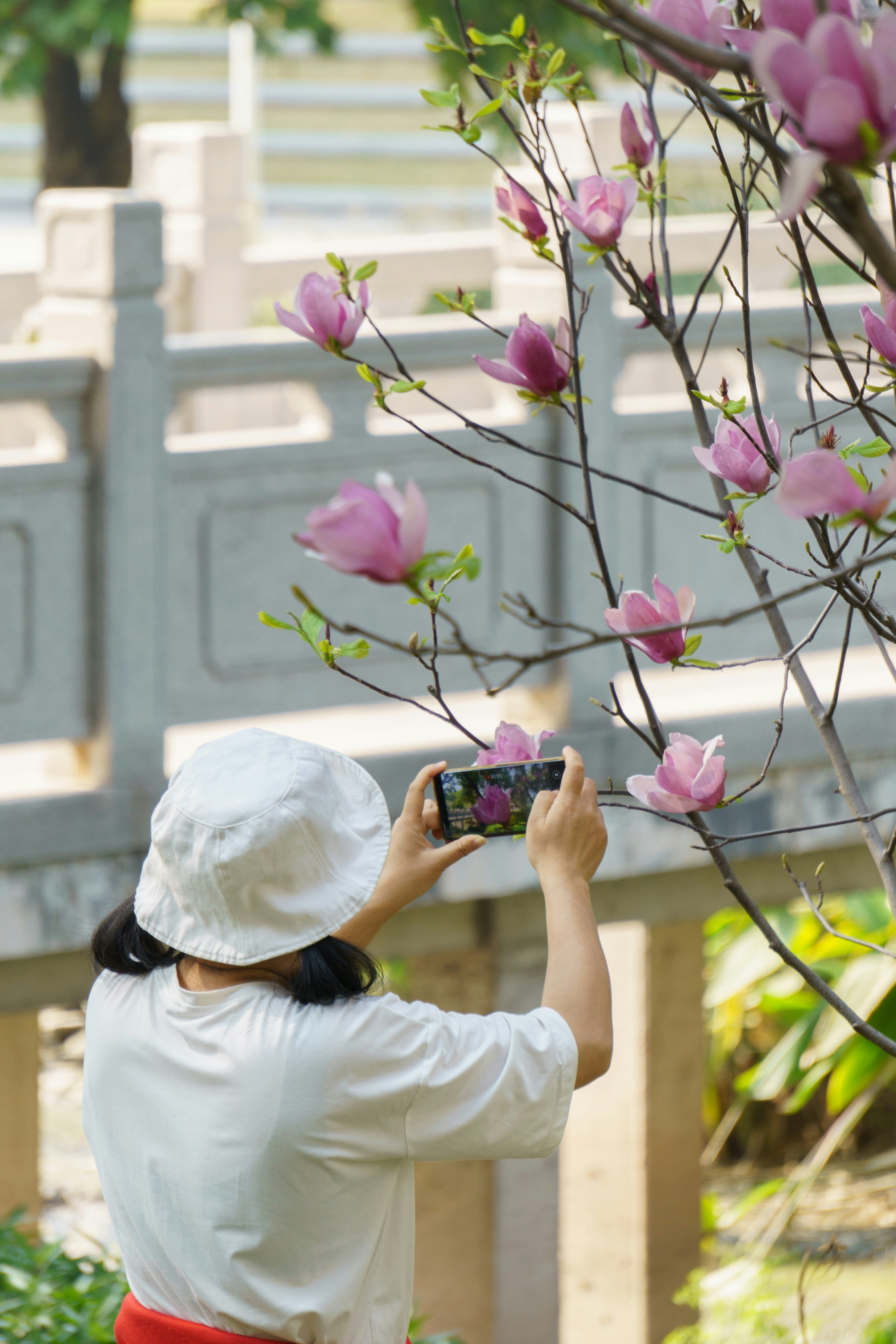 a woman taking a picture of a tree with pink flowers