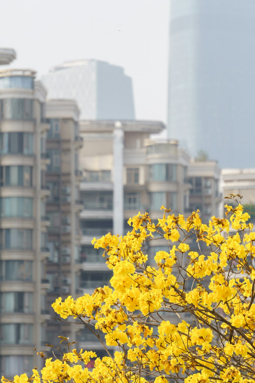 a tree with yellow flowers in front of a city skyline