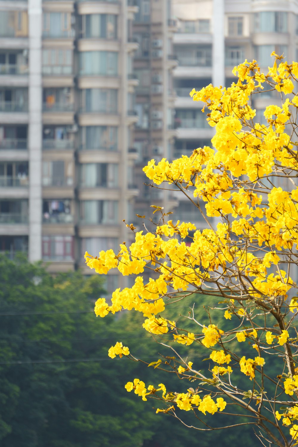 a tree with yellow flowers in front of a tall building