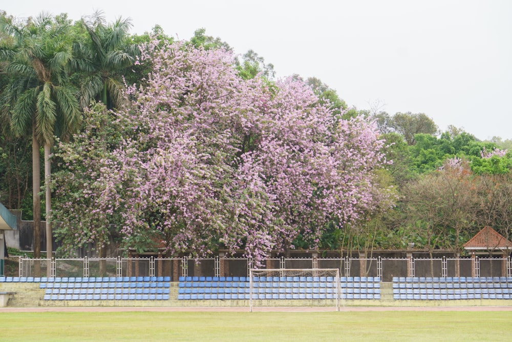 a large tree with purple flowers in front of a fence