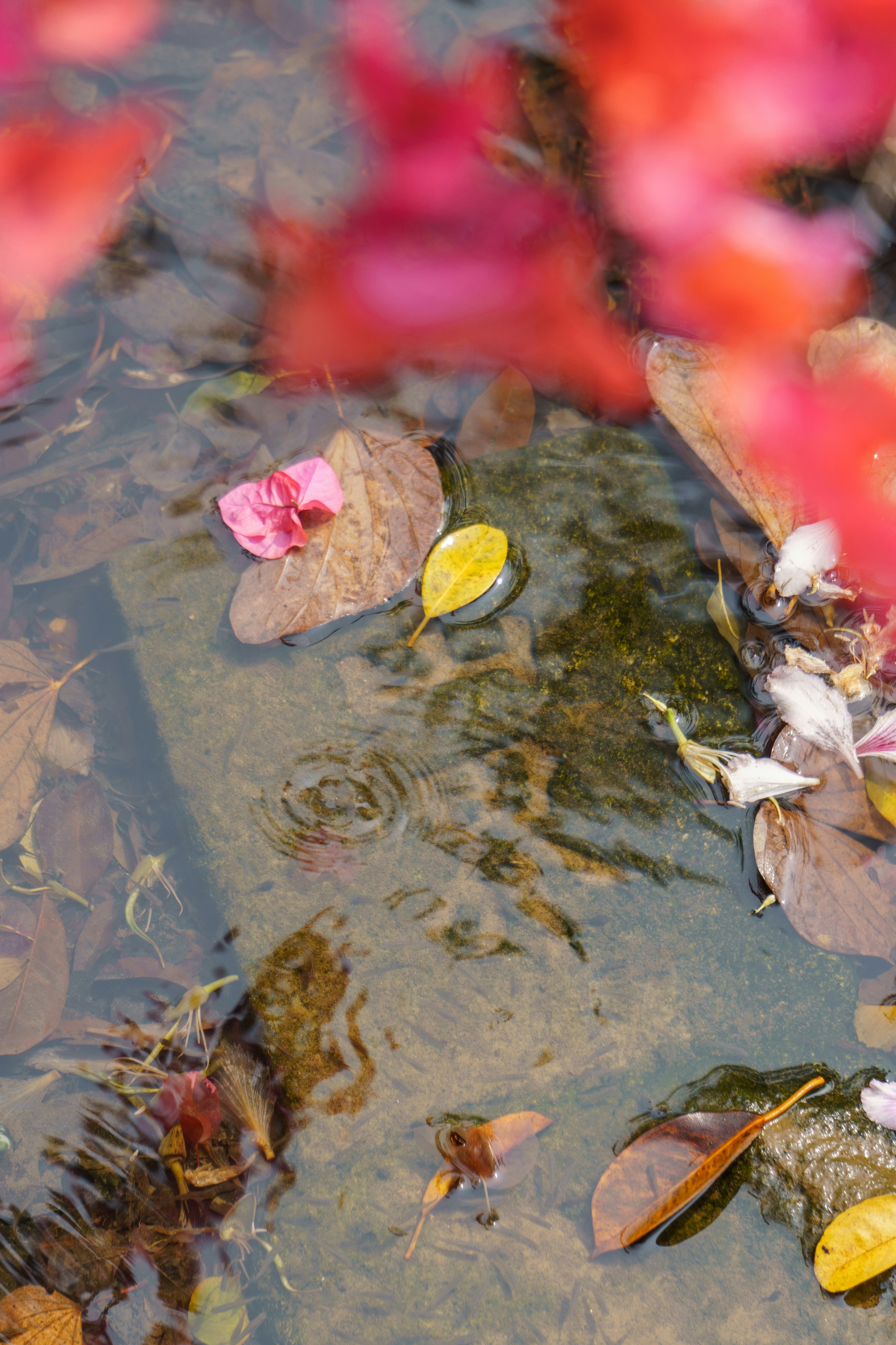 a group of leaves floating on top of a body of water
