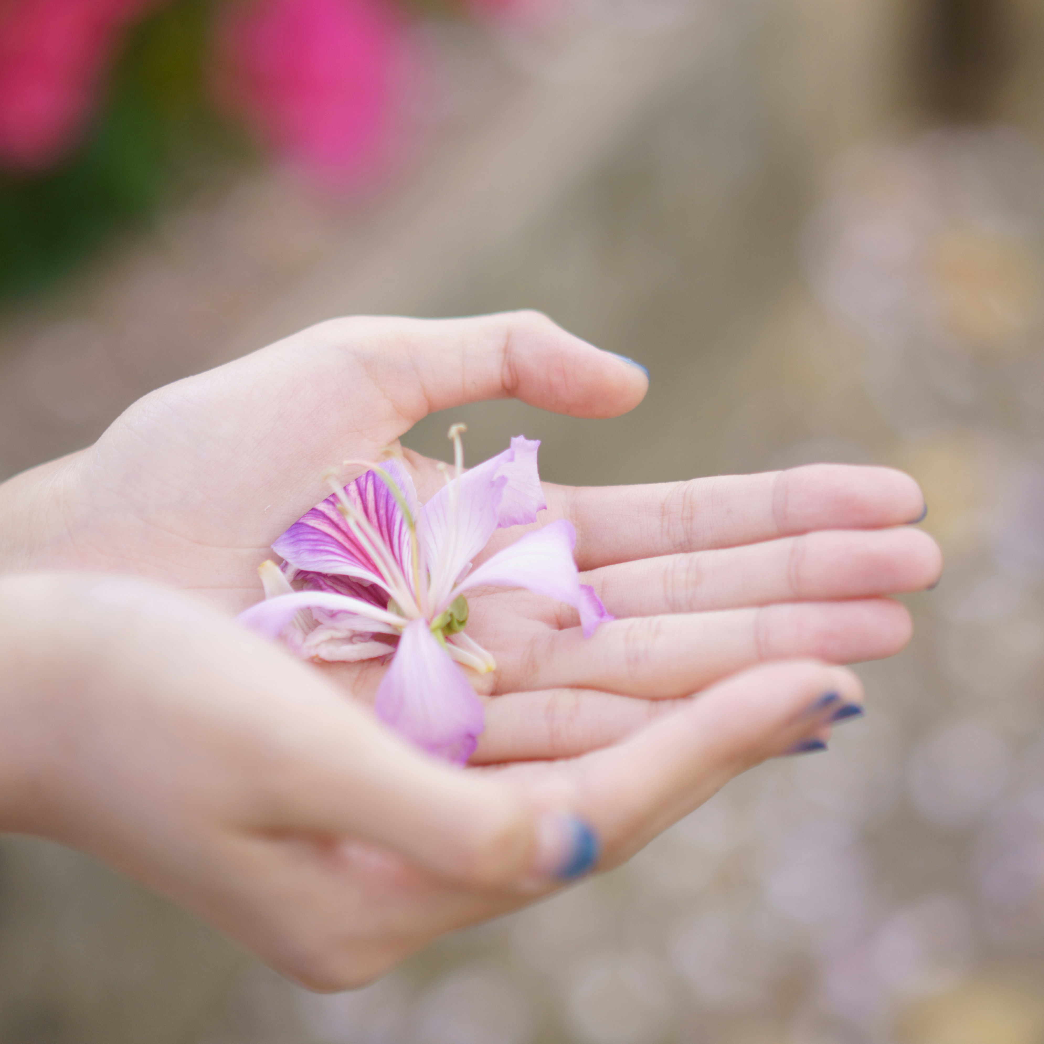 a person holding a flower in their hand