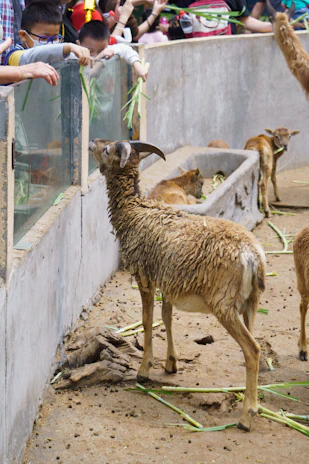 Children laughing together while feeding goats in a sunny pasture.