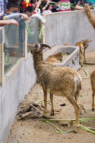 A group of happy children laughing as they feed friendly goats at the mobile petting zoo.