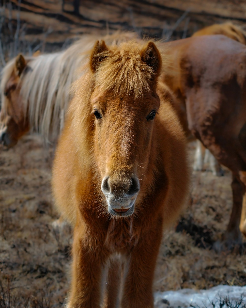 a couple of brown horses standing on top of a dry grass field