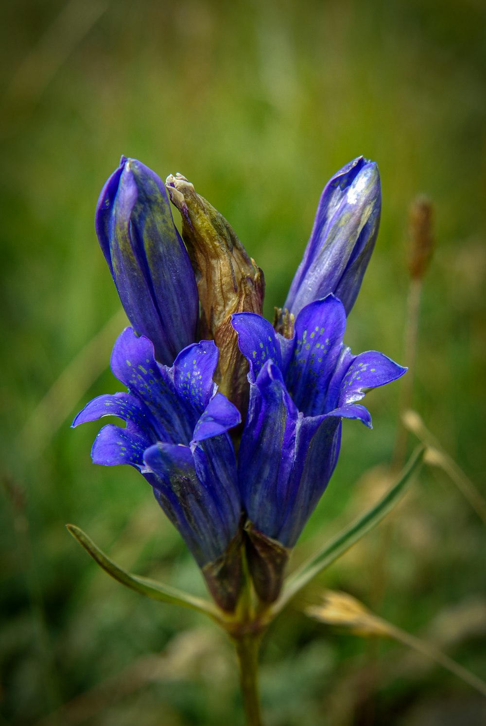 a close up of a blue flower in a field