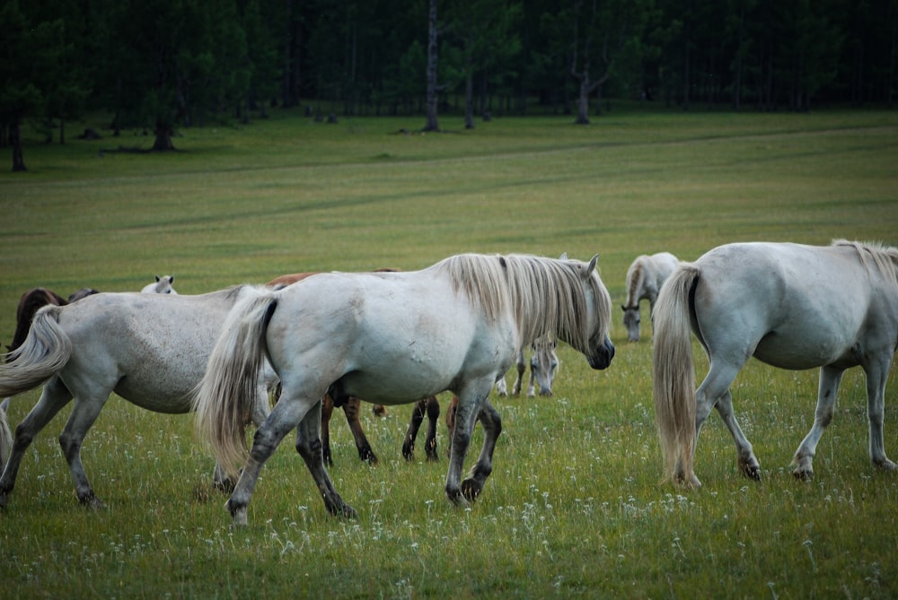 a group of white horses walking across a lush green field