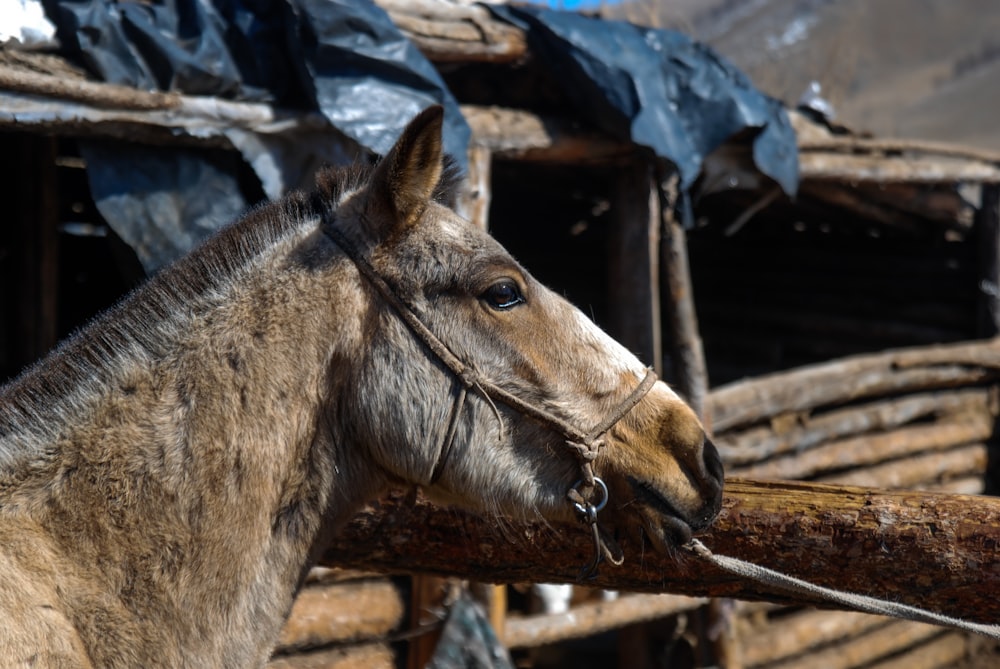 a brown horse standing next to a pile of wood
