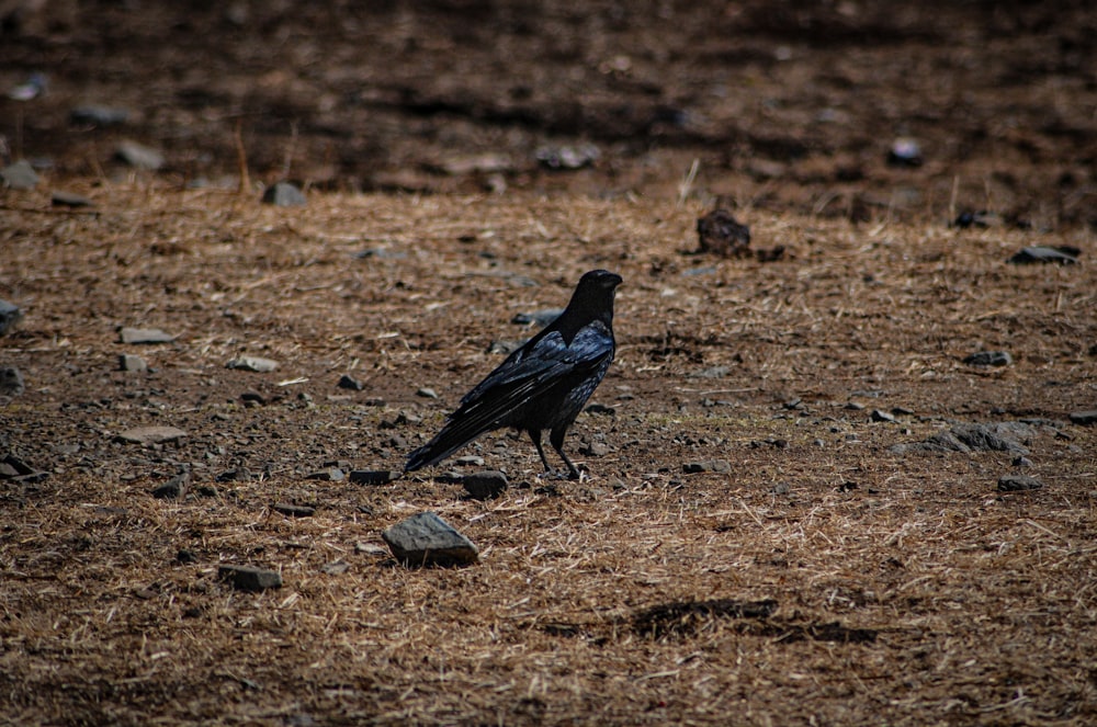 a black bird standing on top of a dry grass field