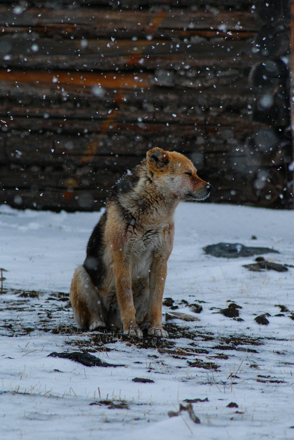 a dog is sitting in the snow outside