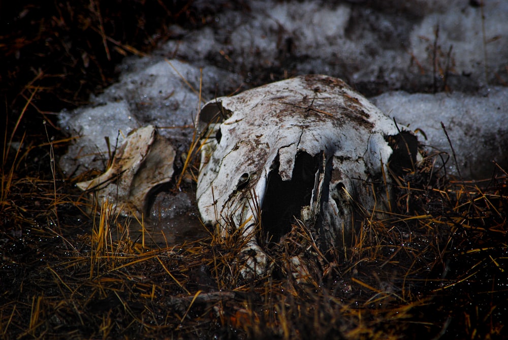 a dead animal that is laying down in the grass