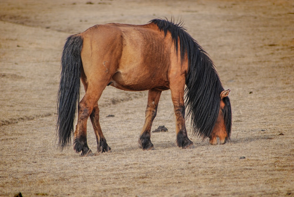 a brown and black horse grazing on dry grass