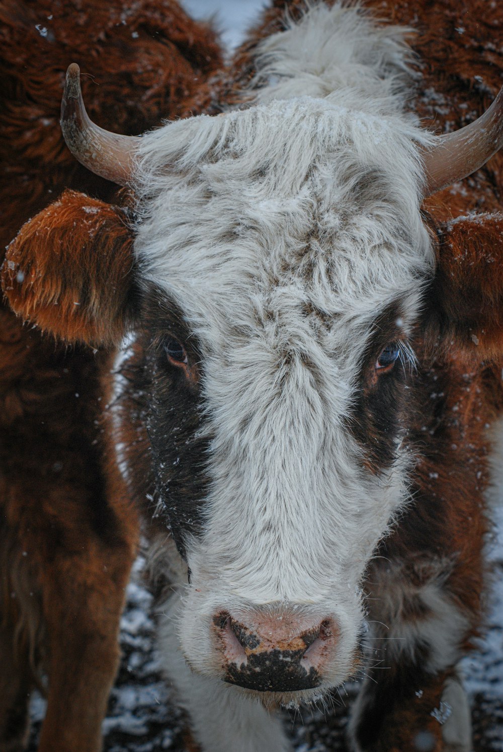 a close up of a cow in the snow