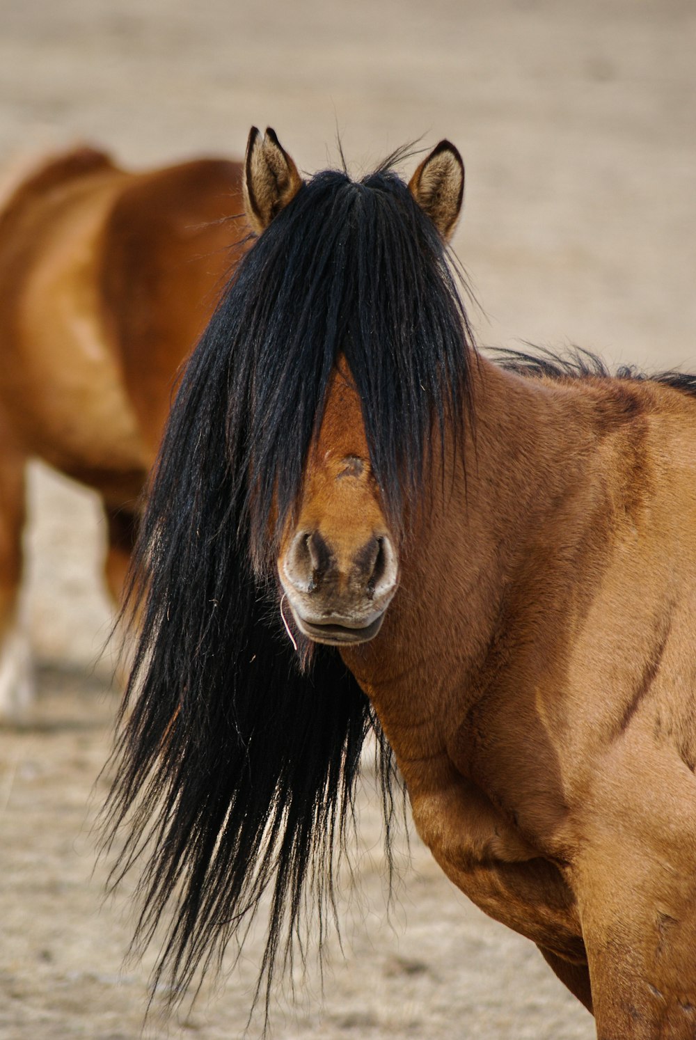 a brown horse with a black mane standing next to another horse