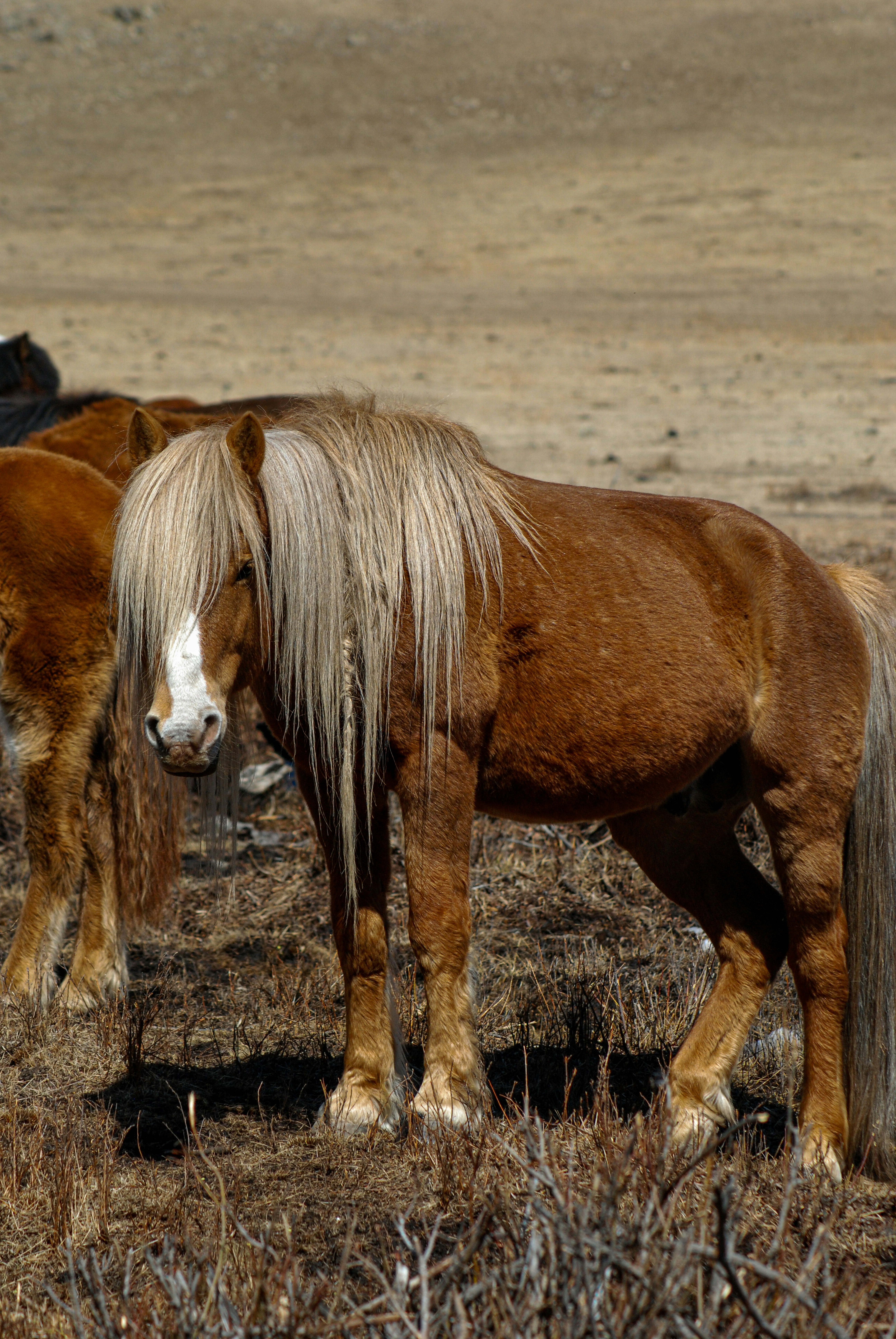 a couple of horses standing on top of a dry grass field