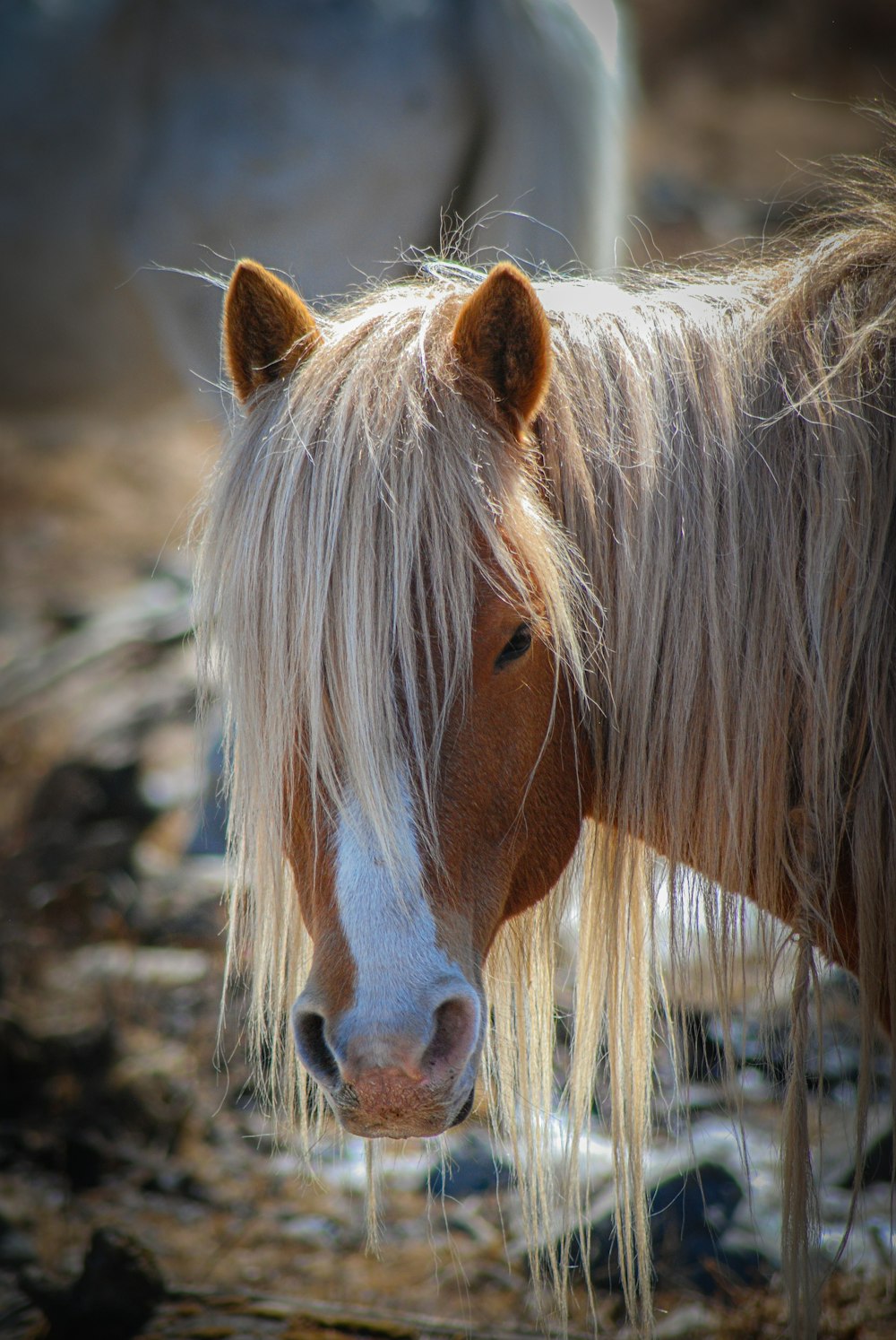 a brown and white horse standing next to a white horse