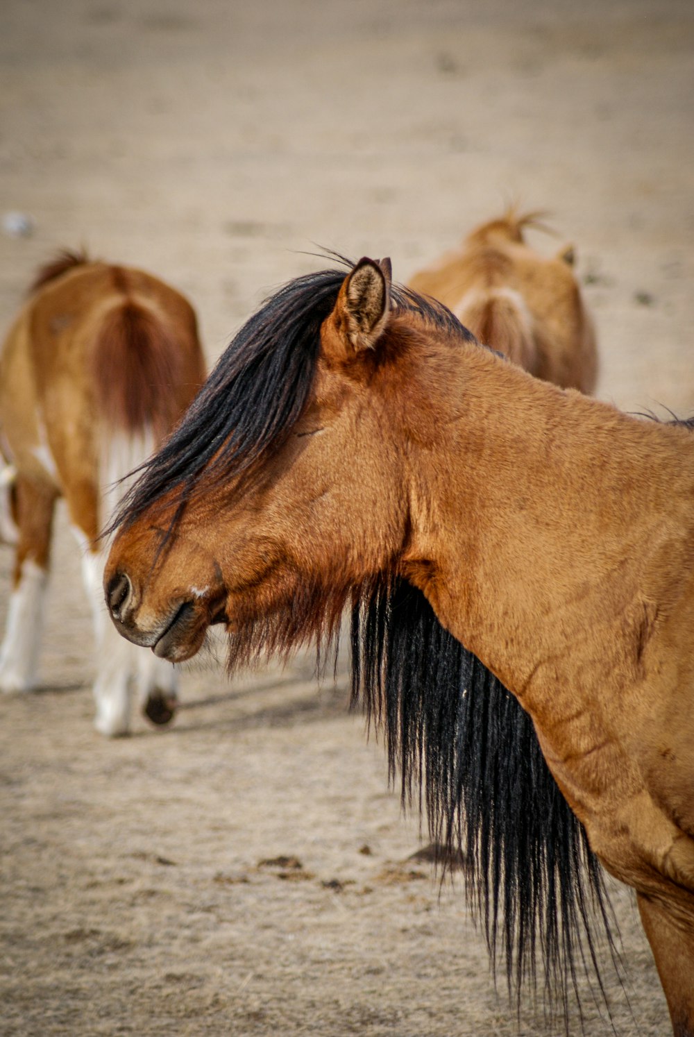 a group of horses standing on top of a dirt field