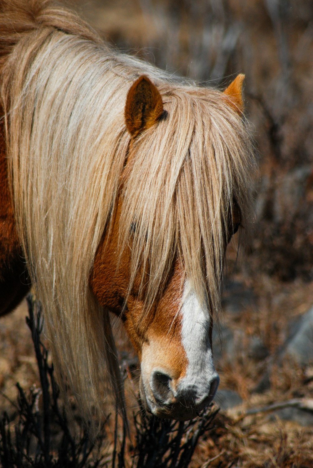 a brown and white horse standing on top of a dry grass field