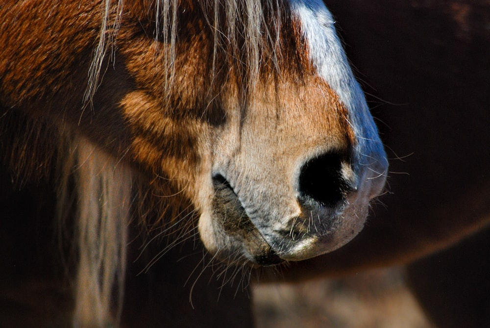 a close up of a brown and white horse