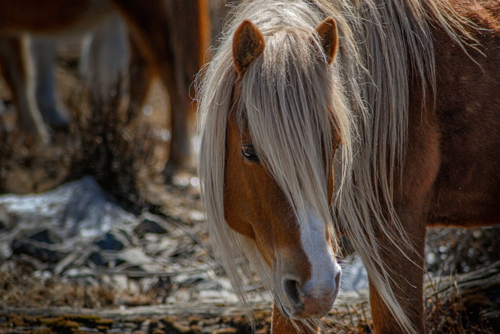 a group of horses standing next to each other