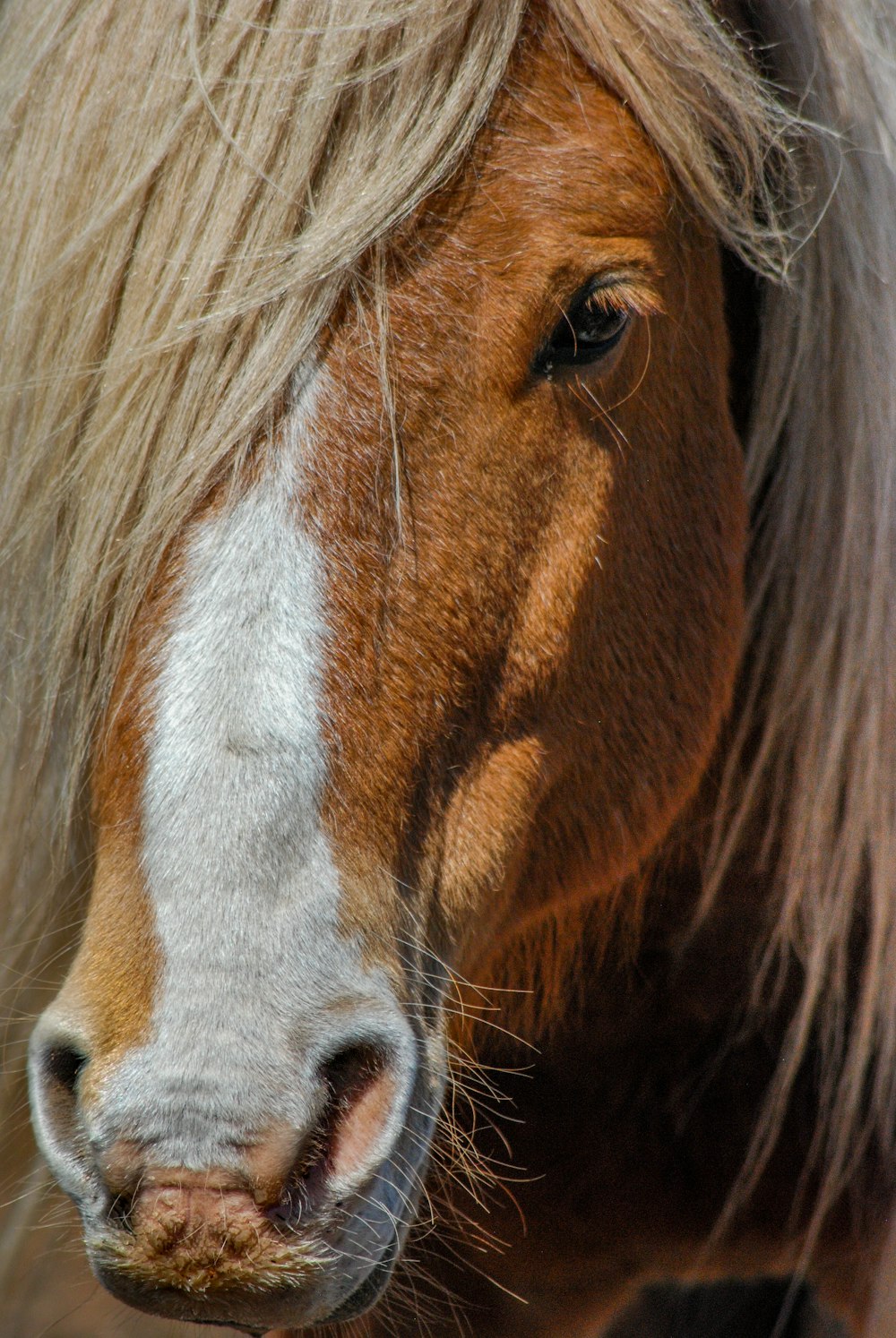 a close up of a brown and white horse