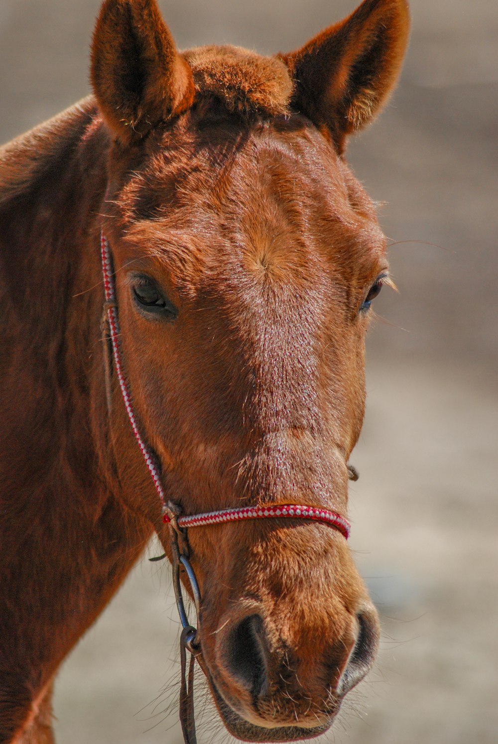 a close up of a brown horse with a red bridle