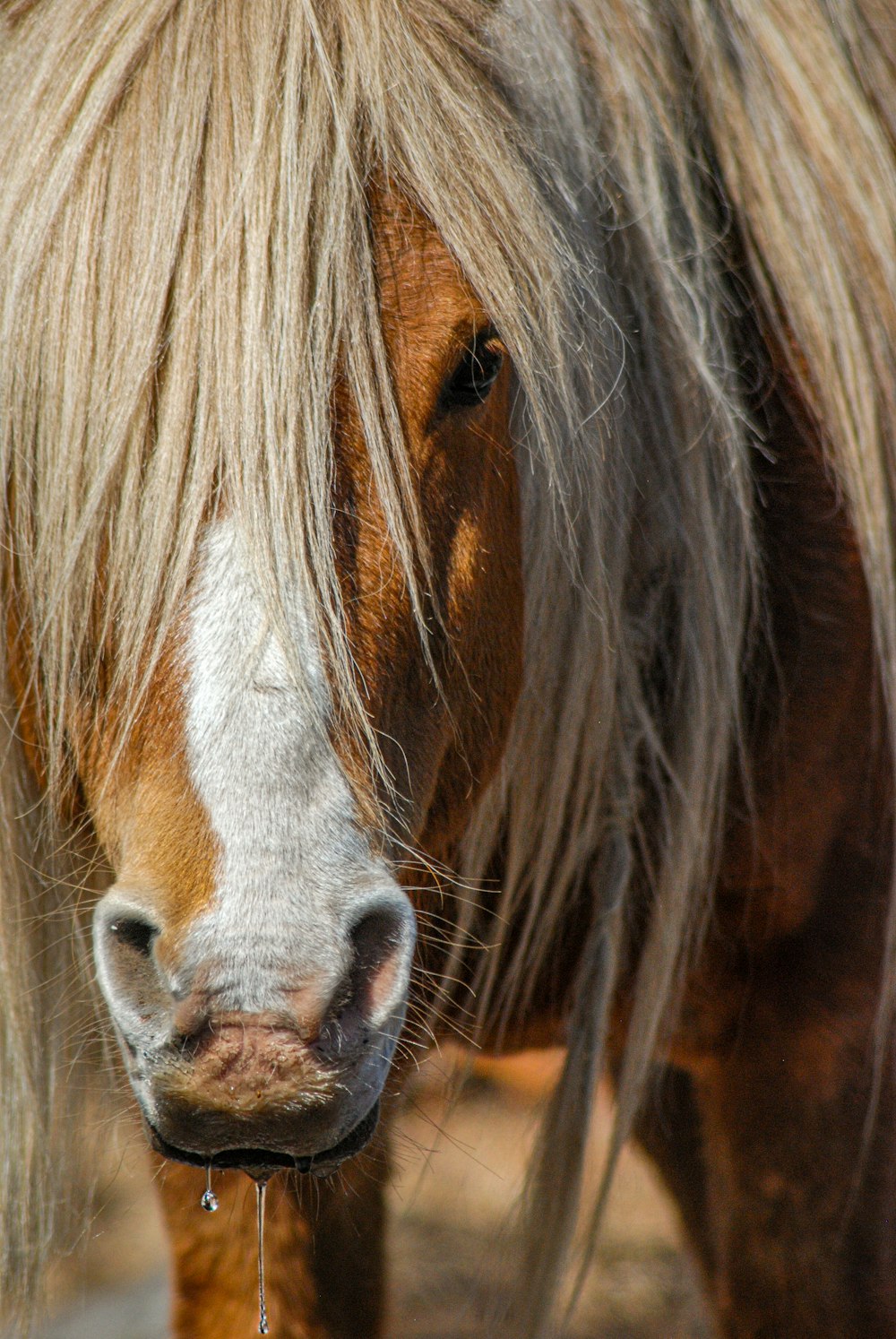 a close up of a horse with long hair